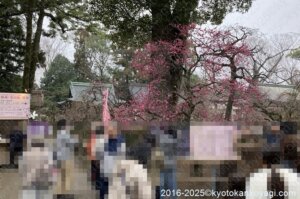 北野天満宮梅苑開花状況2025年3月2日