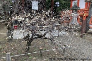 北野天満宮梅苑開花状況2025年3月2日