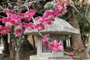 北野天満宮梅苑開花状況2025年3月2日