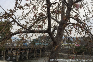 2021年2月12日三条大橋の河津桜