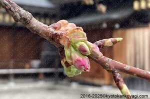 京都河津桜開花状況2025年3月2日