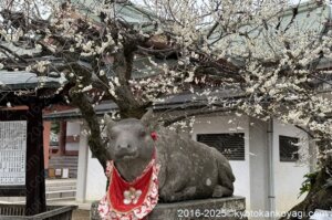 北野天満宮梅苑開花状況2025年3月8日