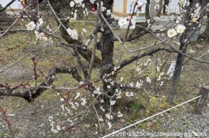 北野天満宮梅苑開花状況2025年3月8日