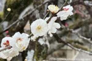 北野天満宮梅苑開花状況2025年3月2日