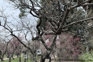 北野天満宮梅苑開花状況2025年3月8日