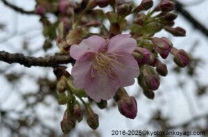 京都河津桜開花状況2025年3月8日