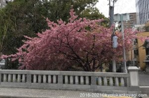 2021年3月6日一条戻橋河津桜