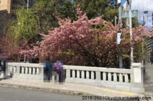 2021年3月14日一条戻橋河津桜