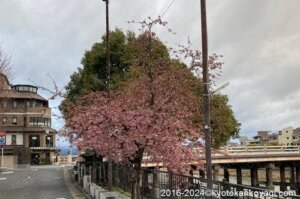 2024年3月京都河津桜開花状況