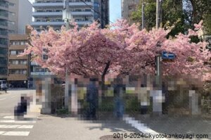 2024年3月京都河津桜開花状況