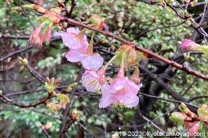 京都河津桜開花状況2023