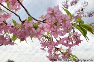京都河津桜開花状況2023
