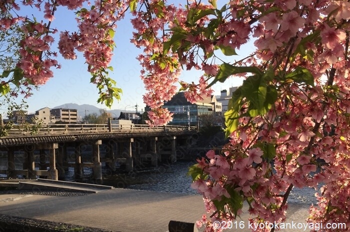 2020年3月12日京都の河津桜