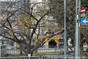 河津桜開花状況2026年