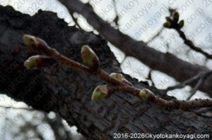 京都河津桜開花状況1月14日