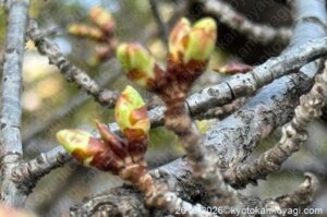 河津桜開花状況2026年1月