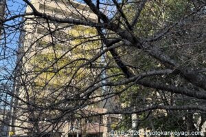 河津桜開花状況2026年1月