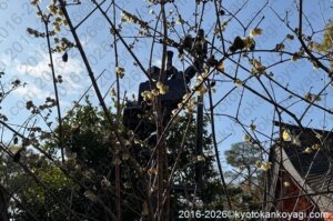 北野天満宮梅苑開花状況2026年1月