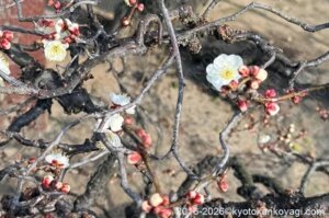 北野天満宮梅苑開花状況2026年1月