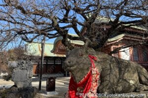 北野天満宮梅苑開花状況2026年1月