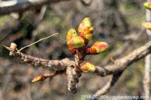 河津桜開花状況2026年1月