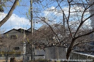 河津桜開花状況2026年1月