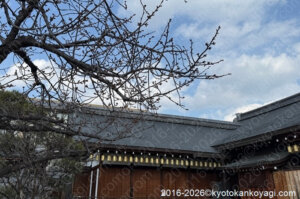 河津桜開花状況2026年1月