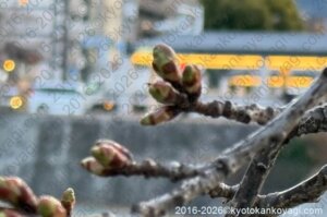河津桜開花状況2026年1月