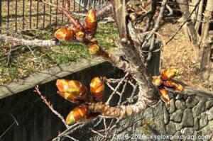 河津桜開花状況2026年1月