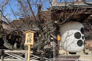 北野天満宮梅苑開花状況2026年1月