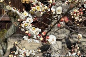 北野天満宮梅苑開花状況2026年1月