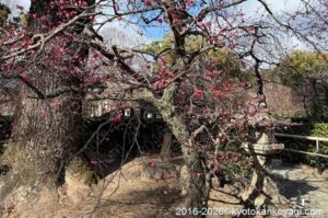 北野天満宮梅苑開花状況2026年1月