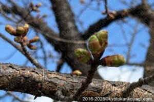 河津桜開花状況2026年1月