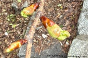 河津桜開花状況2026年1月