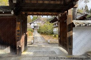 河津桜開花状況2026年1月