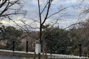 河津桜開花状況2026年1月