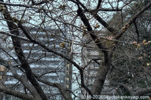河津桜開花状況2026年2月