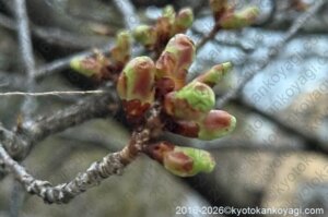 河津桜開花状況2026年2月
