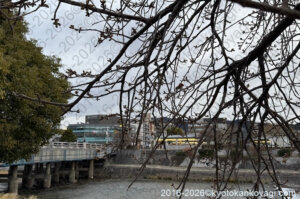 河津桜開花状況2026年2月