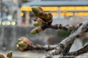 河津桜開花状況2026年2月