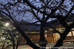 河津桜開花状況2026年2月