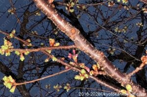 河津桜開花状況2026年2月