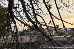 河津桜開花状況2026年2月