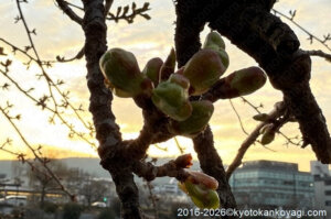 河津桜開花状況2026年2月