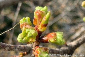 河津桜開花状況2026年2月
