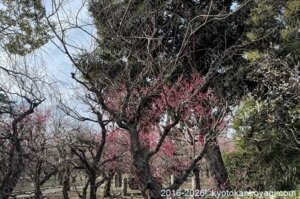 北野天満宮梅苑開花状況2026年2月