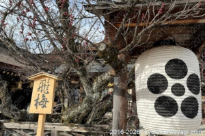 北野天満宮梅苑開花状況2026年2月