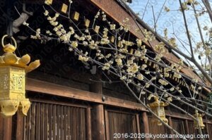 北野天満宮梅苑開花状況2026年2月