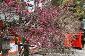 北野天満宮梅苑開花状況2026年2月