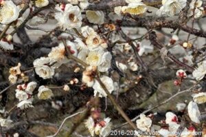 北野天満宮梅苑開花状況2026年2月